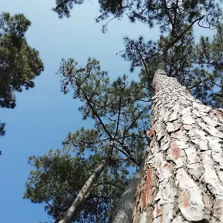 Village de vacances Résidence Sous Les Pins Ronce-les-Bains